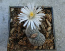 Lithops lesliei       (NE Br.) NE Br. 1912
