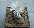 Lithops lesliei      (NE Br.) NE Br. 1912