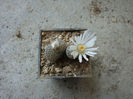 Lithops lesliei     (NE Br.) NE Br. 1912