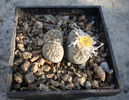 Lithops lesliei  (NE Br.) NE Br. 1912