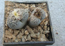 Lithops lesliei (NE Br.) NE Br. 1912