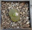 Lithops lesliei cv.