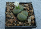 Lithops lesliei cv.