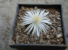 Lithops lesliei cv.