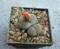 Lithops lesliei var. venteri    Boer & BK Boom 1940