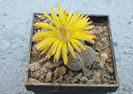Lithops lesliei var. venteri  Boer & BK Boom 1940
