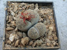 Lithops lesliei var. venteri Boer & BK Boom 1940