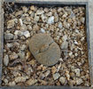 Lithops lesliei var. venteri