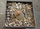 Lithops lesliei var. venteri