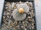 Lithops marmorata       (NE Br.) NE Br.1920