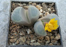 Lithops meyeri  L. Bol. 1932