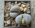 Lithops optica    (Marl.) N.E. Br.1910