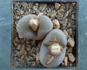 Lithops optica   (Marl.) N.E. Br.1910