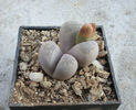 Lithops optica  (Marl.) N.E. Br.1910