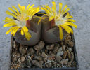 Lithops otzeniana  GC Nel 1937