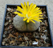 Lithops pseudotruncatella  (Marl.) Ne Br.1908