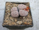 Lithops schwantesii cv. ,,Blue Moon%u2019%u2019