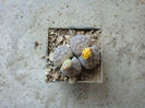 Lithops schwantesii Dint. 1928