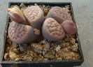 Lithops schwantesii var. rugosa   (Dint.) HW de Boer & BK Boom 1928