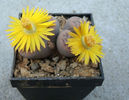 Lithops schwantesii var. rugosa  (Dint.) HW de Boer & BK Boom 1928