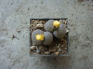 Lithops terricolor