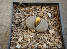 Lithops terricolor