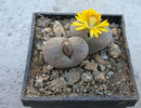 Lithops terricolor