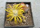 Lithops terricolor