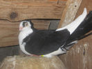 Picture 016