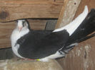 Picture 017