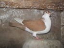 Picture 093