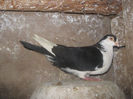 Picture 136