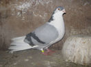 Picture 227