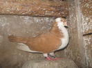Picture 252
