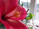 22 ianuarie 2014-flori 019