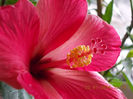 22 ianuarie 2014-flori 022