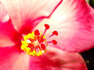 22 ianuarie 2014-flori 042