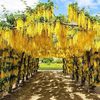 wisteria galbena