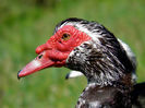 Muscovy-1