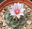 turbinicarpus panarottoi