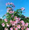 dahlia_imperialis