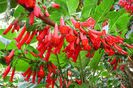 Iochroma Australis rosie