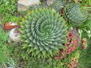Aloe Polyphylla