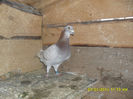 SAM_0168