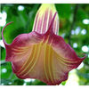 brugmansia wildfire