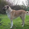 AnatolianShepherd0