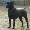 Cane Corso0