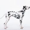 Dalmatian0