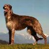 Deerhound0