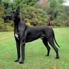 Dog german0